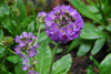 primula-denticula