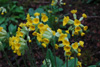 primula-veris-hybrid-2