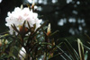roxianum-var-oreonastes