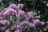 rubiginosum-1