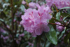 rubiginosum-2
