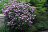 rubiginosum-plant