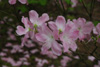 schlippenbachii-1