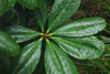 semnoides-leaves-1