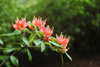 spinuliferum-2