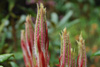 strigillosum-leaves-2