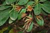 vernicosum-seed-pods