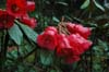 catacosmum-2