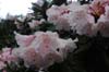 pseudochrysanthum-1