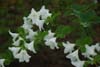 quinquefolium