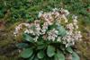 bergenia