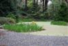 pond-2