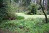 pond-6