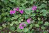 primula